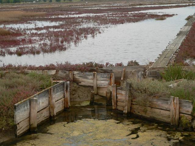 Salt fields